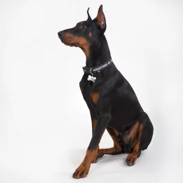 AI Dog Collar - black/grey